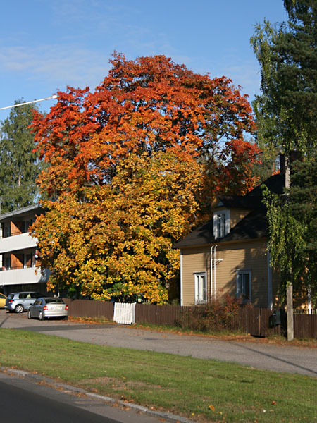 H&auml;meenkatua